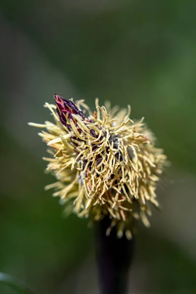 Carex Caryophyllea Flower Growing Meadow Close — Stock Photo, Image