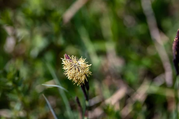 Carex Caryophyllea Flower Growing Meadow Close — Photo