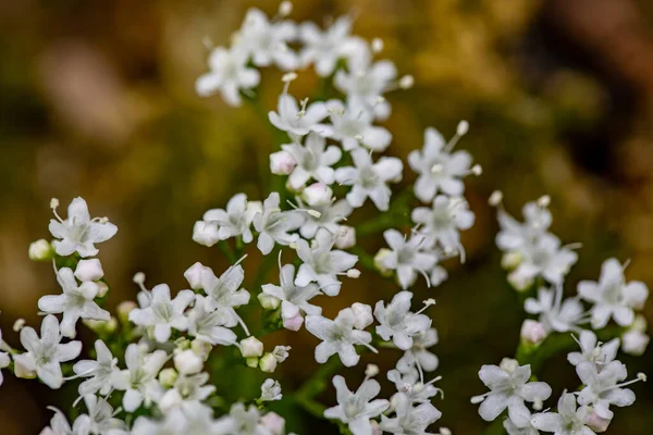 Valeriana Tripteris Flower Growing Meadow Close — Foto Stock