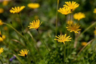 Aposeris foetida flower in meadow, close up