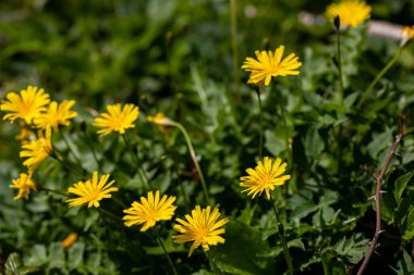 Aposeris foetida flower in meadow, close up