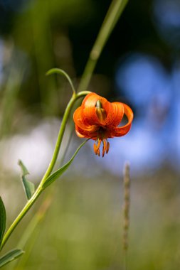 Lilium carniolicum flower growing in meadow, macro