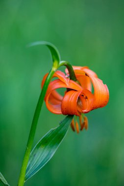 Lilium carniolicum flower growing in meadow, macro