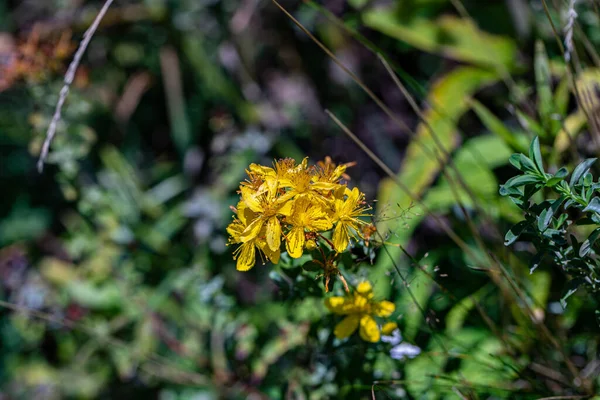 Hypericum Perforatum Virág Réten — Stock Fotó