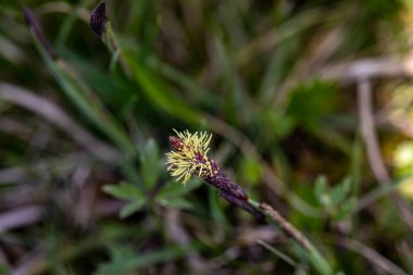 Carex caryophyllea flower growing in meadow, close up