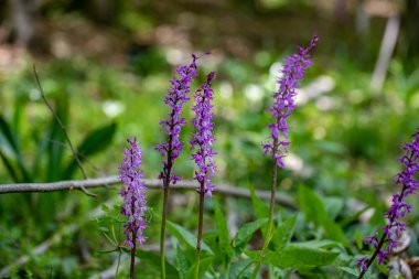 Çayırda yetişen Orchis mascula çiçeği, yakın plan.