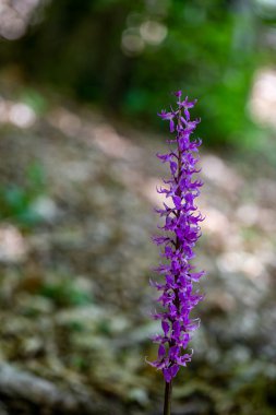 Çayırda yetişen Orchis mascula çiçeği, yakın plan.