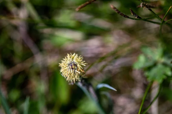 Carex Caryophyllea Flower Growing Meadow Close — Stockfoto