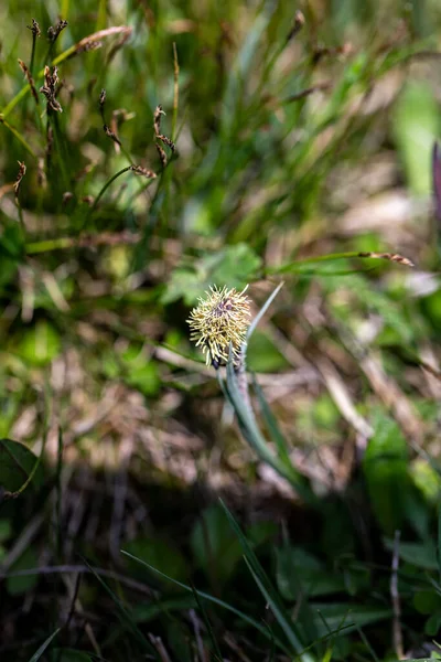 Carex Caryophyllea Flower Growing Meadow Close — Photo