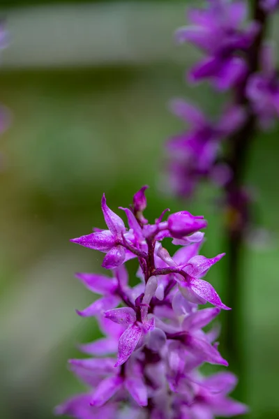 Orchis Mascula Flower Growing Meadow Close — Stock Photo, Image