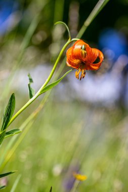 Lilium carniolicum flower growing in meadow, macro