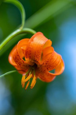 Lilium carniolicum flower growing in meadow, macro