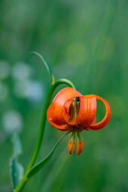 Lilium carniolicum flower growing in meadow, macro