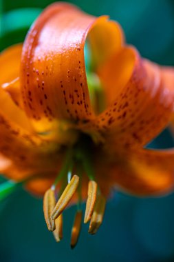Lilium carniolicum flower growing in meadow, macro