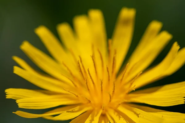 Aposeris Foetida Flower Meadow Close — Stock fotografie