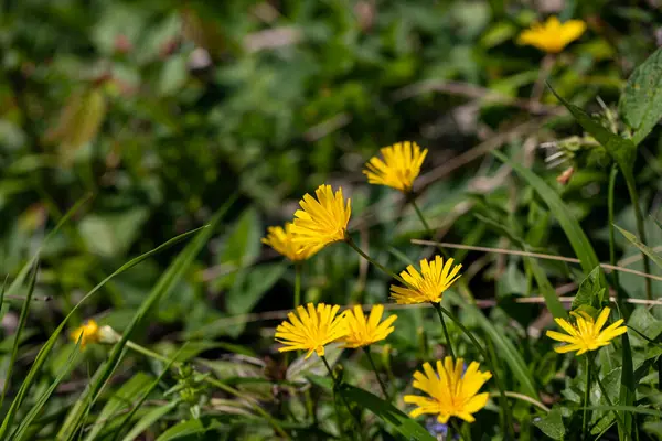Aposeris foetida flower in meadow, close up