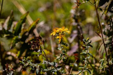 Çayırda Hypericum Performans Çiçeği