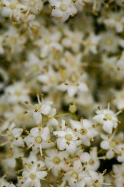 Sambucus Nigra çayırda büyüyor, yaklaşın.