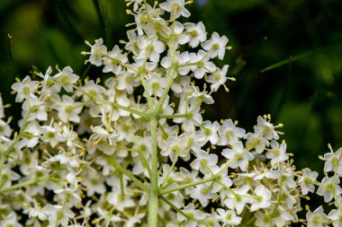 Sambucus Nigra çayırda büyüyor, yaklaşın.