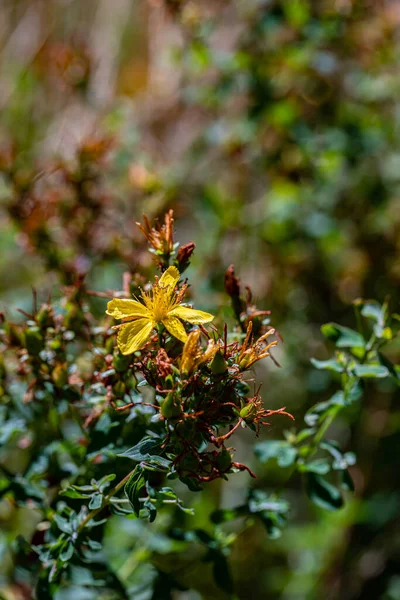 Hypericum Perforatum Fleur Dans Prairie — Photo
