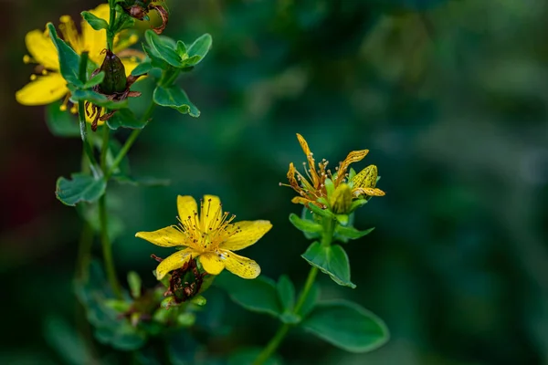 Hypericum Perforatum Bloem Weide — Stockfoto