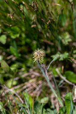 Carex caryophyllea flower growing in meadow, close up