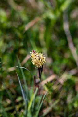 Carex caryophyllea flower growing in meadow, close up