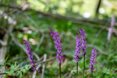 Çayırda yetişen Orchis mascula çiçeği, yakın plan.