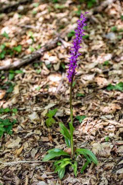 Çayırda yetişen Orchis mascula çiçeği, yakın plan.