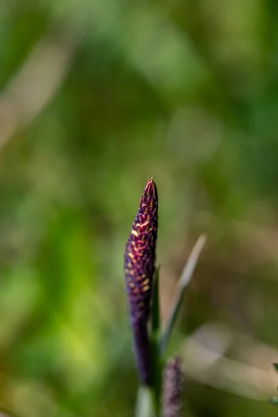 Квітка Карогофіли Росте Лузі Крупним Планом — стокове фото