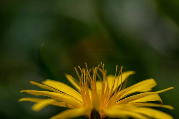 Aposeris Foetida Flower Meadow Close — Stock Photo, Image