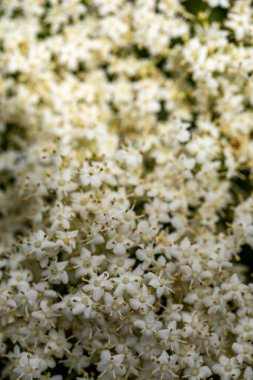 Sambucus Nigra çayırda büyüyor, yaklaşın.