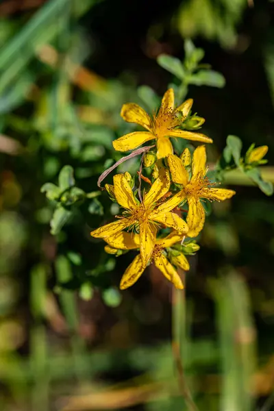 Hypericum Perforatum Virág Réten — Stock Fotó