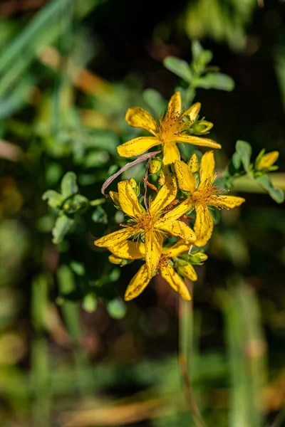 Hypericum Perforatum Flower Meadow — Stock Photo, Image