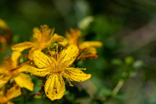 Hypericum Perforatum Λουλούδι Στο Λιβάδι — Φωτογραφία Αρχείου