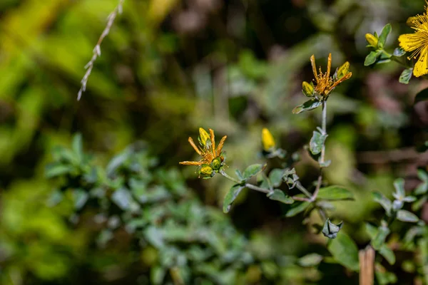 Hypericum Perforatum Virág Réten — Stock Fotó