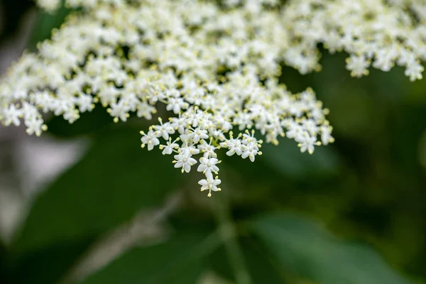 Sambucus Nigra Poussant Dans Prairie Gros Plan — Photo