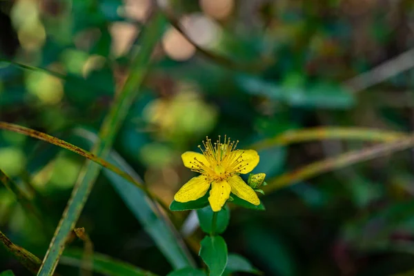 Hypericum Perforatum Flower Meadow — Stock Photo, Image
