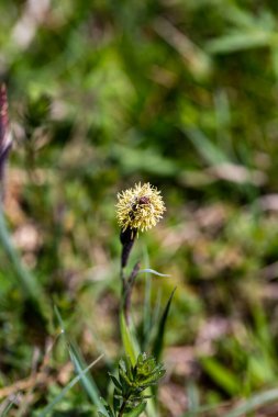 Carex caryophyllea flower growing in meadow, close up