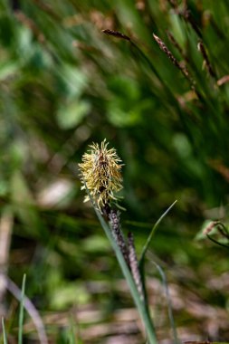 Carex caryophyllea flower growing in meadow, close up