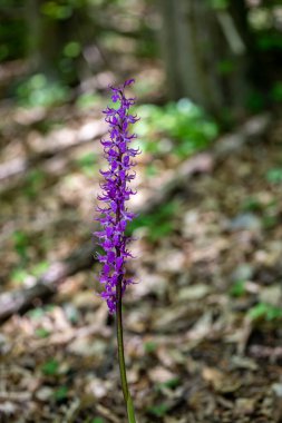 Çayırda yetişen Orchis mascula çiçeği, yakın plan.