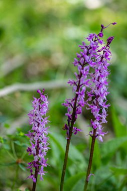 Çayırda yetişen Orchis mascula çiçeği, yakın plan.