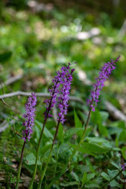 Çayırda yetişen Orchis mascula çiçeği, yakın plan.