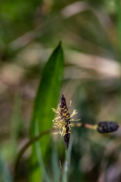 Carex Caryophyllea Flower Growing Meadow Close —  Fotos de Stock