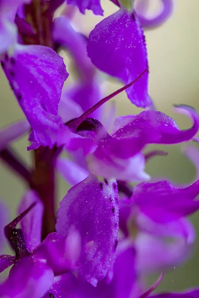 Orchis Mascula Fiore Che Cresce Nel Prato Vicino — Foto Stock