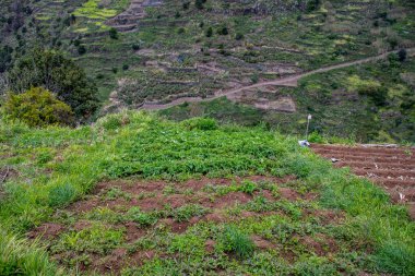 Levada do Moinho 'dan Levada Nova şelalesine yürüyüş