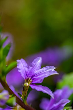 Scaevola saligna çiçeği çayırda büyüyor, makro