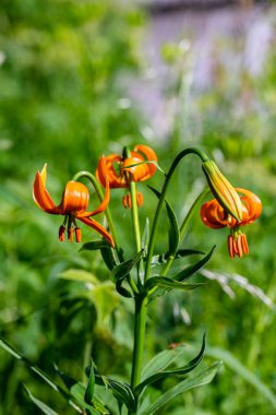 Lilium carniolicum flower growing in meadow, macro