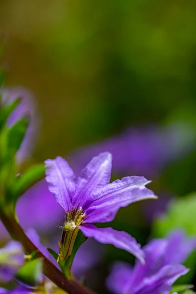 Kwiat Scaevola Saligna Rosnący Łące Makro — Zdjęcie stockowe