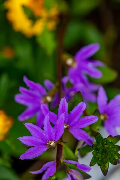 Scaevola Saligna Çiçeği Çayırda Büyüyor Makro — Stok fotoğraf